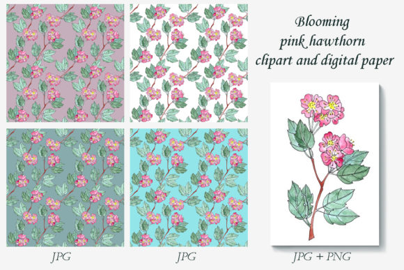 Hawthorn Blossom Illustration and Illustrations