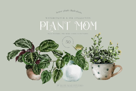 House Plants Illustrations and Patterns