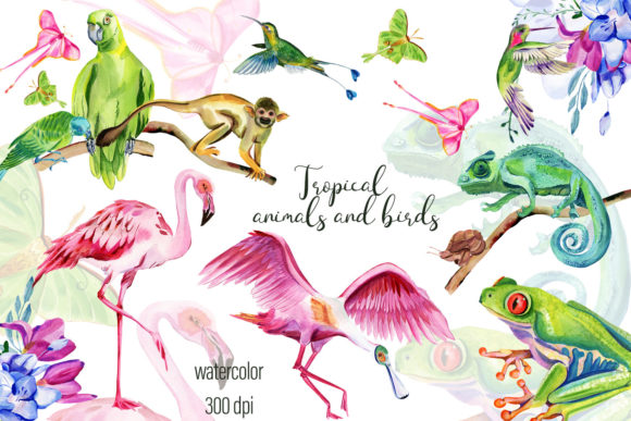 Tropical Jungle Animal Collection Illustrations