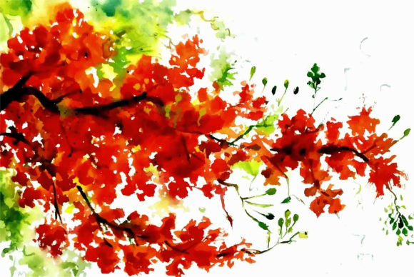 Watercolor Beautiful Red Flower Hand Dra Illustrations