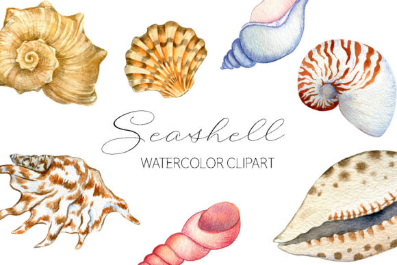 Watercolor Seashells, Sea Clipart